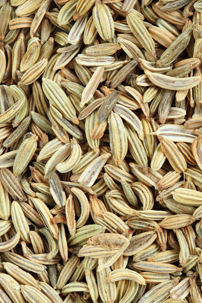 Fennel